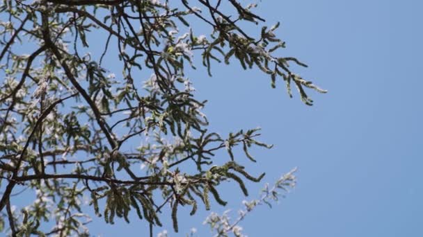 Aspen Tree Blossom Falling Pollen Seeds Blue Sky Background Branch — стоковое видео