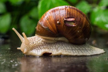 Helix pomatia ayrıca Roma salyangozu, Burgundy salyangozu, yenilebilir salyangoz veya doğal ortamda salyangoz. Yağmurdan sonra kabuklu büyük salyangoz