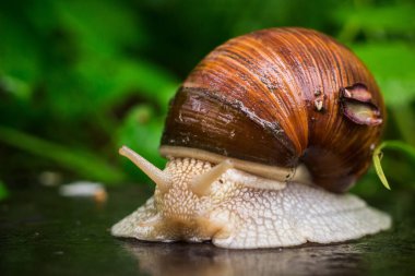 Helix pomatia ayrıca Roma salyangozu, Burgundy salyangozu, yenilebilir salyangoz veya doğal ortamda salyangoz. Yağmurdan sonra kabuklu büyük salyangoz