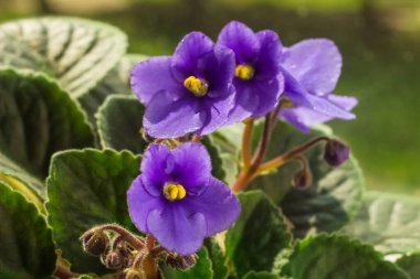 Afrika menekşesi ya da menekşe azizleri saksıya yakın dururlar. Pencere pervazında çiçek açan menekşeler güneş ışığında. Ev yapımı mor çiçeklerin makro fotoğrafı