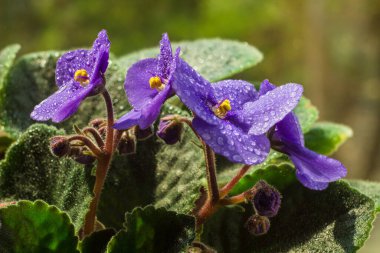 Afrika menekşesi ya da menekşe azizleri saksıya yakın dururlar. Pencere pervazında çiçek açan menekşeler güneş ışığında. Ev yapımı mor çiçeklerin makro fotoğrafı
