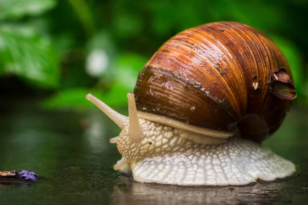 Helix pomatia ayrıca Roma salyangozu, Burgundy salyangozu, yenilebilir salyangoz veya doğal ortamda salyangoz. Yağmurdan sonra kabuklu büyük salyangoz
