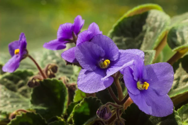 African Violet Violet Saintpaulias Flowers Pot Close Blossoming Violets Window — ストック写真