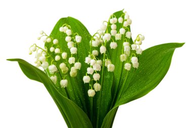 Lily of the valley flowers on white background. Convallaria majalis also known as the American Lily of the valley, May bells, Our Lady's tears, and Mary's tears close up. Spring blooming flowers