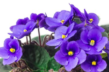 Afrika menekşesi ya da menekşeli azizler yaklaşır. Beyaz arka planda çiçek açan menekşeler. Ev yapımı mor çiçeklerin makro fotoğrafı