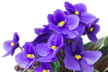 Afrika menekşesi ya da menekşeli azizler yaklaşır. Beyaz arka planda çiçek açan menekşeler. Ev yapımı mor çiçeklerin makro fotoğrafı