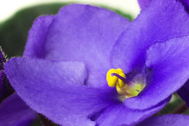 African violet or violet saintpaulias flowers close up. Blossoming violets on white background. Macro photo of homegrown violet flowers