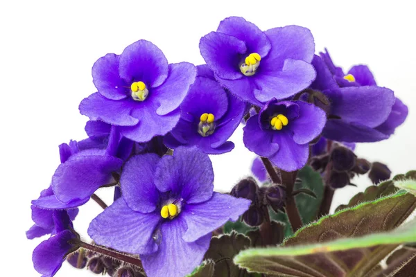 アフリカの紫色または紫色のサンゴの花を閉じます 白地にスミレを咲かせます 自家栽培の紫色の花のマクロ写真 ストック写真