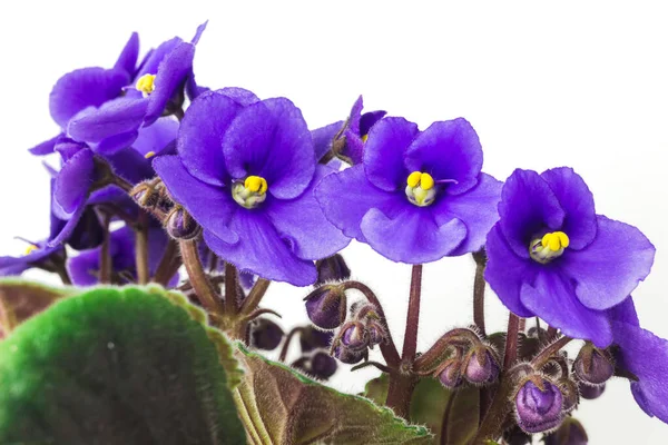 アフリカの紫色または紫色のサンゴの花を閉じます 白地にスミレを咲かせます 自家栽培の紫色の花のマクロ写真 ロイヤリティフリーのストック画像