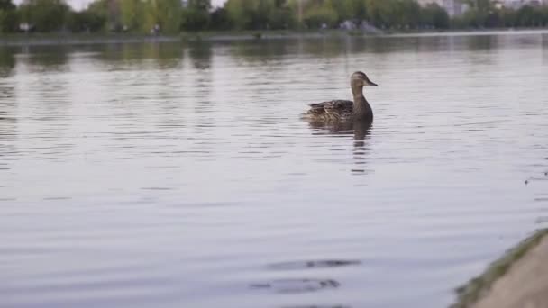 Дикі Качки Міському Озері Мати Качка Пташенята Плавають Поверхні Ставка — стокове відео