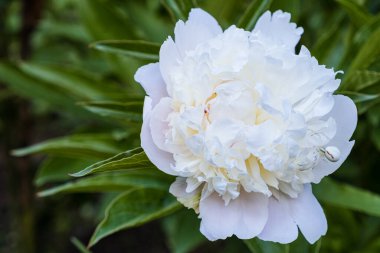 Bahçede beyaz şakayık ya da peeonia çiçeği var. Şakayık tomurcuğunda çiçek yengeci örümceği. Çiçekli makro fotoğrafçılıkta yaz çiçekleri.