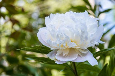 Bahçede beyaz şakayık ya da peeonia çiçeği var. Şakayık tomurcuğunda çiçek yengeci örümceği. Çiçekli makro fotoğrafçılıkta yaz çiçekleri.