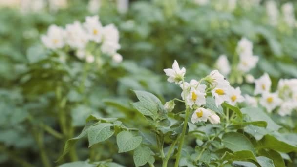Blühender Kartoffelstrauch Der Von Honigbienen Und Hummeln Bestäubt Wird Kartoffelblüten — Stockvideo
