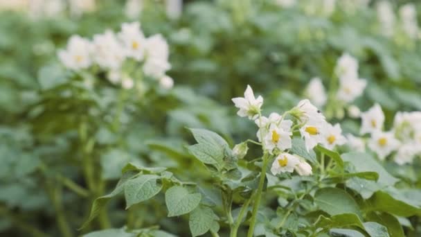 Blooming Potato Bush Polinating Honey Bees Bumblebee Flowers Potato Backyard — Stock Video