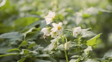 Çiçekli patates çalıları bal arıları ve yaban arıları tarafından kirletiliyor. Arka bahçede patates çiçekleri var. Yakın plan. Patates çiçeği.