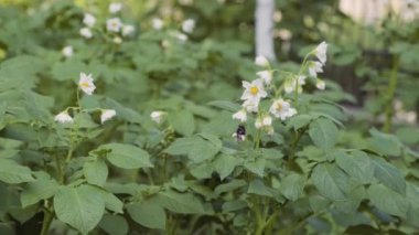 Çiçekli patates çalıları bal arıları ve yaban arıları tarafından kirletiliyor. Arka bahçede patates çiçekleri var. Yakın plan. Patates çiçeği.