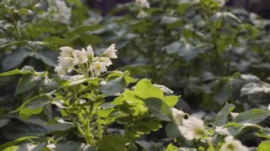 Çiçekli patates çalıları bal arıları ve yaban arıları tarafından kirletiliyor. Arka bahçede patates çiçekleri var. Yakın plan. Patates çiçeği.