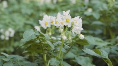 Çiçekli patates çalıları bal arıları ve yaban arıları tarafından kirletiliyor. Arka bahçede patates çiçekleri var. Yakın plan. Patates çiçeği.