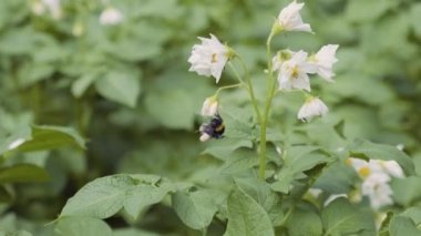 Çiçekli patates çalıları bal arıları ve yaban arıları tarafından kirletiliyor. Arka bahçede patates çiçekleri var. Yakın plan. Patates çiçeği.