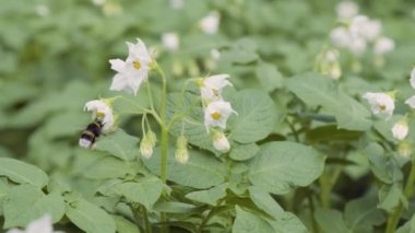 Çiçekli patates çalıları bal arıları ve yaban arıları tarafından kirletiliyor. Arka bahçede patates çiçekleri var. Yakın plan. Patates çiçeği.