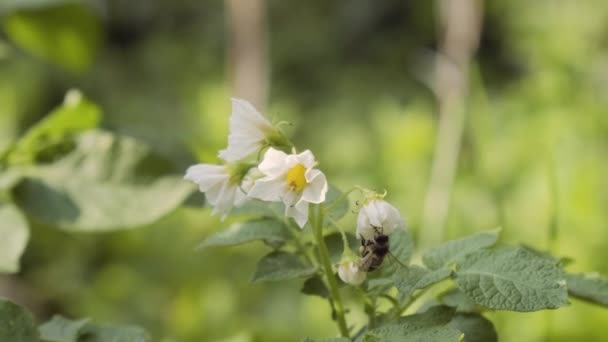 Цветущий Картофельный Куст Полируемый Медовыми Пчёлами Шмелем Цветы Картофеля Заднем — стоковое видео