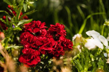 Koyu kırmızı karanfiller ya da çiçek tarhındaki karanfil çiçekleri. Bahçede çiçek açan.