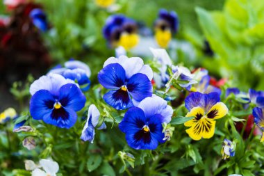 Çiçeklikteki nonoş çiçekleri yakından çek. Viola wittrockiana Viola 'ya üç renkli ya da nonoş çiçekleri de derdi. Bahçede çok renkli hanım evlatları