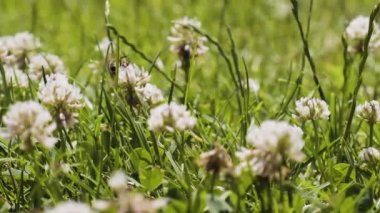 Bal arıları yoncaları yavaş çekimde döllüyor. Bahçede çimenler ve çiçek açan yoncalar kapanıyor. Güneşli bir günde yaz çayırı