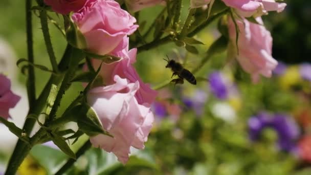 Rosas Cor Rosa Polinizadas Por Abelhas Câmara Lenta Rosas Florescer — Vídeo de Stock