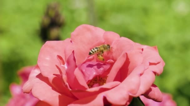 Roze Rozen Bestoven Door Honingbij Slow Motion Bloeiende Rozen Tuin — Stockvideo