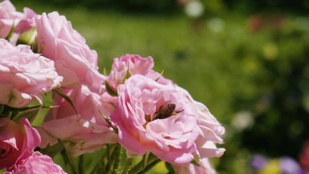 Rosa Rosor Pollinerade Honungsbin Slow Motion Blommande Rosor Trädgården Blommande — Stockvideo