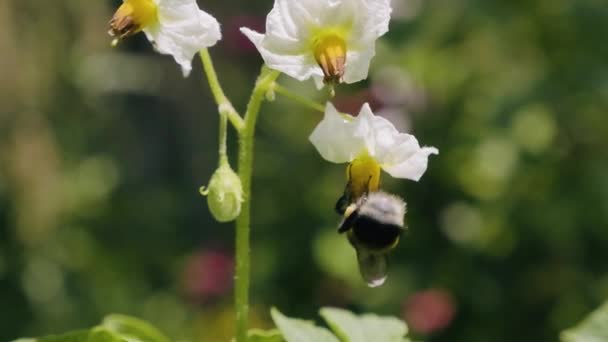 Ανθισμένο Θάμνο Πατάτας Που Γυαλίζει Από Μέλισσα Αργή Κίνηση Λουλούδια — Αρχείο Βίντεο