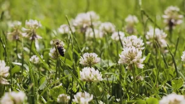 Honeybees Pollinating Clover Slow Motion Grass Blooming Clover Flowers Garden — Stock Video