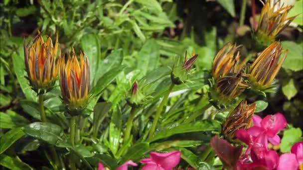 Gazania Çiçekleri Zaman Aşımına Uğruyor Bahçedeki Gazania Sarı Afrika Papatyaları — Stok video