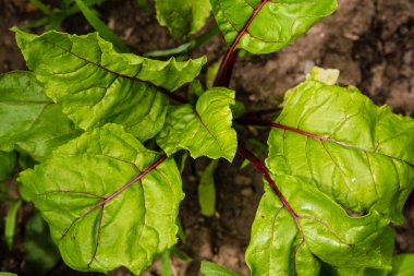 Bahçedeki pancar yeşili yapraklar yakından görünüyor. Topraktan pancar yetişiyor. Bahçede yetiştirilmiş pancar. Taze pancar yaprakları