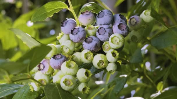 Bosbessenstruik Met Regendruppels Tuin Rijp Onrijpe Bessen Tak Huckleberry Van — Stockvideo