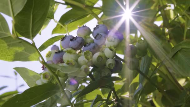 Bosbessenstruik Met Regendruppels Tuin Rijp Onrijpe Bessen Tak Huckleberry Van — Stockvideo