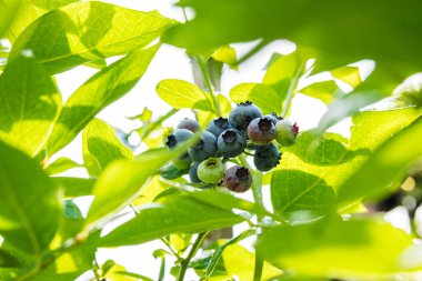 Çalının üzerinde olgun yaban mersini. Arka bahçede ev yapımı yaban mersini. Yakın plan. Yüksek çalılık ya da uzun yabanmersini kümesi. Bahçede yabanmersini hasadı