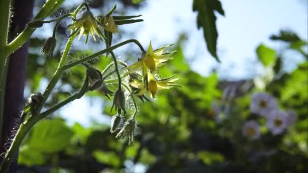 Tomaat Plant Bloesem Tijd Verstrijken Bloeiende Tomatenstruik Het Tuinbed Van — Stockvideo