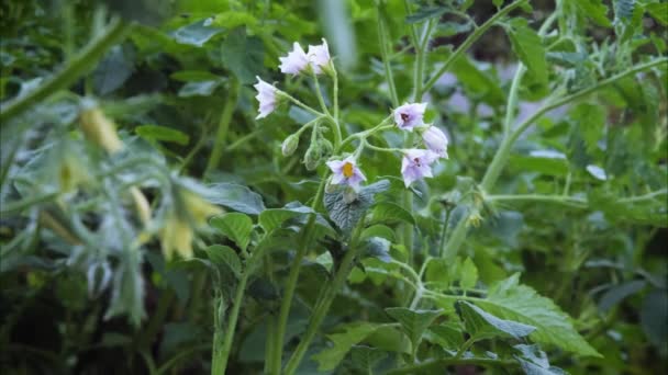 Zeitraffer Der Kartoffelpflanzenblüte Blühender Kartoffelstrauch Gartenbeet Aus Nächster Nähe Kartoffelblüten — Stockvideo