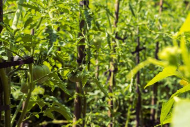 Bahçede yeşil ve taze sebze bahçesi var. Domatesli, salatalıklı ve patatesli ev bahçesi. Bahçe yatağında olgunlaşmamış sebzeler.