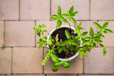 Tuğla kaldırım manzarasında fesleğen saksısı. Ev işleri konsepti. Saksıda çiçek açan fesleğen çalısı