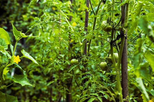 Green and fresh vegetable garden in the backyard. Home garden with tomatoes, cucumbers and potatoes. Blooming vegetables with unripe harvest in the garden bed