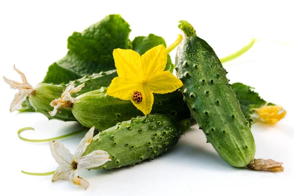 Fresh Harvest Cucumbers Blossom Isolated White Background Green Gherkins Close — Photo