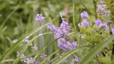 Bahçede lavanta çiçeği açan çalılar var. Çiçek bahçesine yağmur yağıyor. Lavandula çiçek tarhında yaygın bir lavanta. Yağmurlu bir günde çiçek açan lavanta kökleri