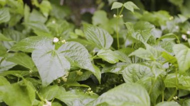 Çiçek açan yeşil fasulye çalısı yakında. Sebze bahçesinde fasulye çiçeği. Bahçede yetişmiş taze fasulye. Ev bahçesi konsepti