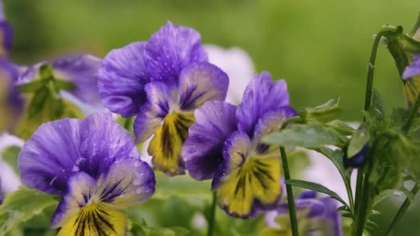 Garden Pansy Flowers Flowerbed Close Viola Wittrockiana Also Called Viola — Stok video