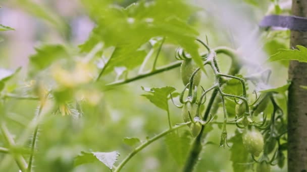 Summer Rain Vegetable Garden Backyard Close Blooming Tomato Bush Unripe — Vídeo de stock