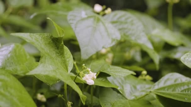 Blooming Green Bean Bush Close Bean Blossom Vegetable Garden Homegrown — стоковое видео