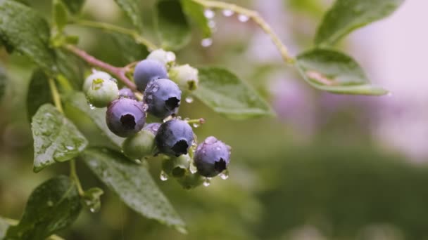 Summer Rain Garden Ripe Blueberry Berries Bush Homegrown Huckleberry Backyard — Vídeos de Stock
